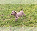 Small #1 Weimaraner