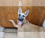 Small #2 German Shepherd Dog Mix