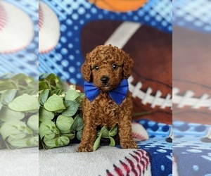 Goldendoodle (Miniature) Puppy for sale in GLEN ROCK, PA, USA