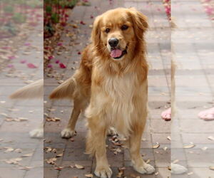 Golden Retriever Dogs for adoption in Glendale , AZ, USA