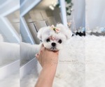 Small Photo #3 Maltese Puppy For Sale in ASTORIA, NY, USA