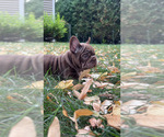 Small #1 French Bulldog