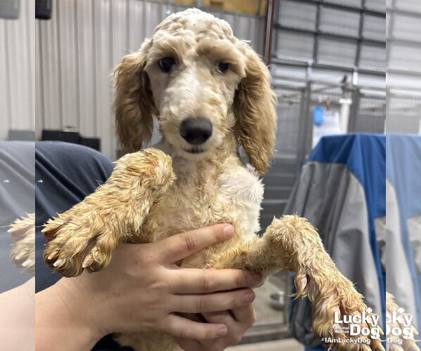 Medium Photo #1 Mutt Puppy For Sale in Washington, DC, USA