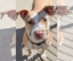 Mutt Dogs for adoption in Tulsa, OK, USA