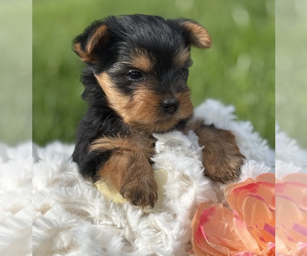 Medium Photo #9 Yorkshire Terrier Puppy For Sale in ROCK STREAM, NY, USA