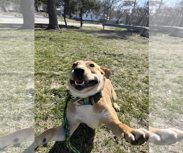 Medium Photo #4 Labbe Puppy For Sale in Kansas City, MO, USA