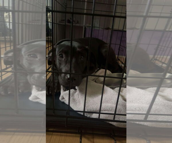 Medium Photo #18 Labrador Retriever-Unknown Mix Puppy For Sale in Princeton, MN, USA