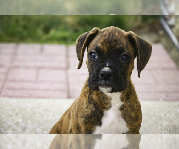 Medium Photo #2 Boxer Puppy For Sale in SHIPSHEWANA, IN, USA
