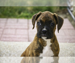 Small #1 Boxer
