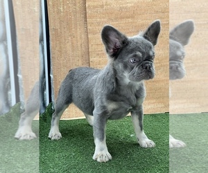 French Bulldog Puppy for sale in FOLSOM, CA, USA