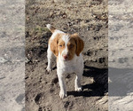 Puppy Puppy 5 Brittany