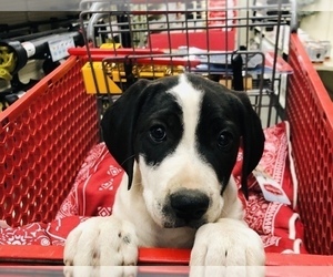 German Shorthaired Pointer Puppy for sale in CO SPGS, CO, USA