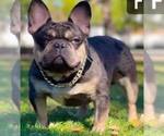 Small Photo #1 French Bulldog Puppy For Sale in TUCSON, AZ, USA