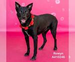 Small #3 Labrador Retriever Mix