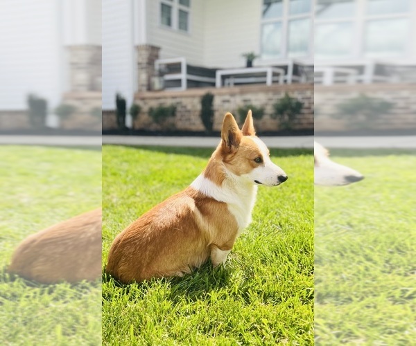 Medium Photo #1 Pembroke Welsh Corgi Puppy For Sale in GUTHRIE, KY, USA