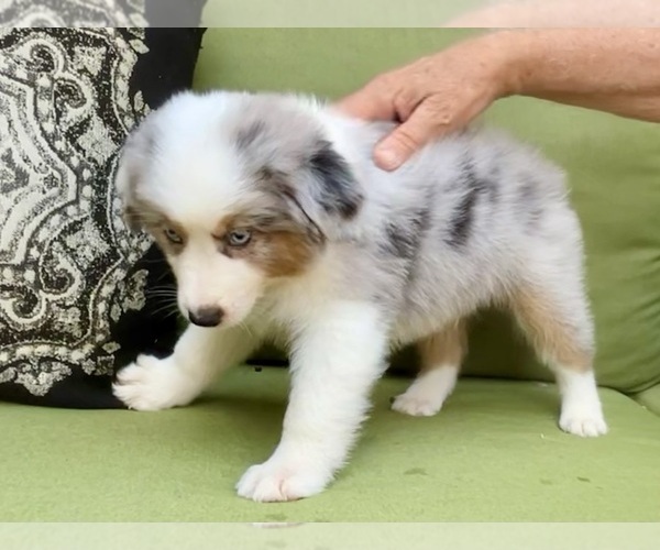 Medium Photo #57 Miniature Australian Shepherd Puppy For Sale in LA CANADA FLINTRIDGE, CA, USA
