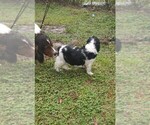 Small #6 English Springer Spaniel