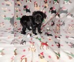 Small Photo #29 YorkiePoo Puppy For Sale in LAPEER, MI, USA