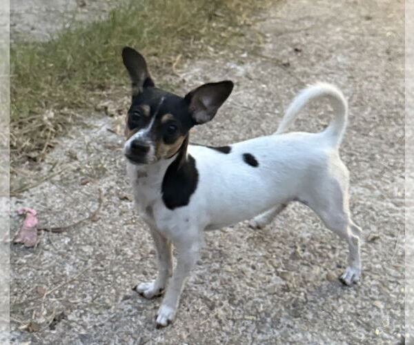 Medium Photo #1 Rat Terrier-Unknown Mix Puppy For Sale in Oakhurst, NJ, USA