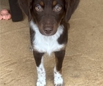 Small #17 Miniature Australian Shepherd