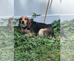 Small #4 Beagle