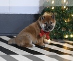 Small Photo #2 Shiba Inu Puppy For Sale in DUNDEE, OH, USA