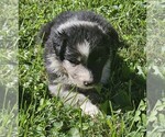 Steven - Male Australian Shepherd Puppy for Sale - Photo #8
