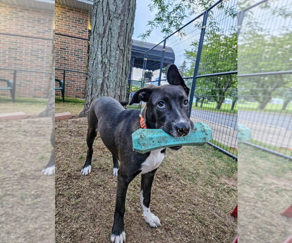Medium Photo #4 Mutt Puppy For Sale in Gloversville, NY, USA