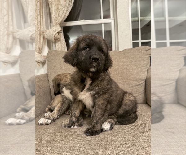 Medium Photo #11 Mastiff-Pyrenean Mastiff Mix Puppy For Sale in RHOME, TX, USA
