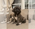Small #10 Mastiff-Pyrenean Mastiff Mix