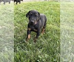 Small #4 Doberman Pinscher
