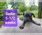 Small Photo #14 Cane Corso Puppy For Sale in MONTPELIER, VA, USA