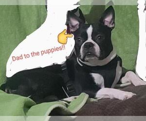 Father of the Boston Terrier puppies born on 03/26/2024