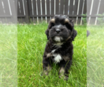 Small #1 Bernedoodle (Miniature)