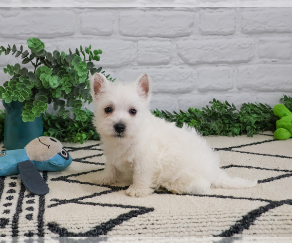 Medium Photo #10 West Highland White Terrier Puppy For Sale in SYRACUSE, IN, USA