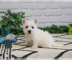 Small #9 West Highland White Terrier