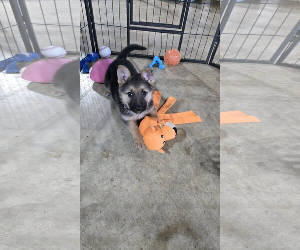 Medium Photo #5 German Shepherd Dog Puppy For Sale in Centreville, VA, USA