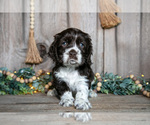 Small Photo #18 Cocker Spaniel Puppy For Sale in BALTIC, OH, USA