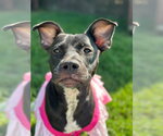 Small #1 American Pit Bull Terrier Mix