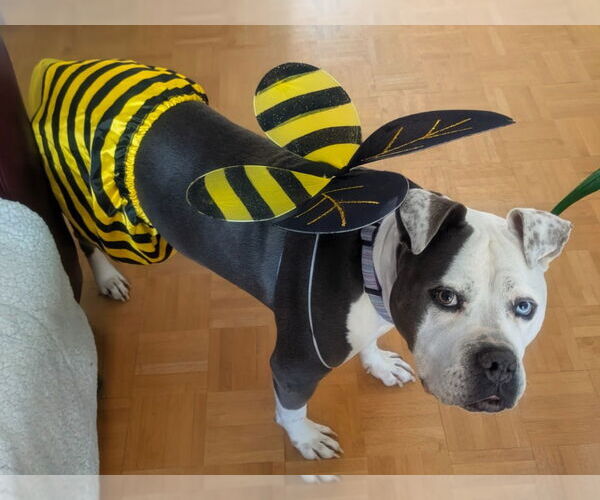 Medium Photo #3 Mutt Puppy For Sale in Salt Lake City, UT, USA