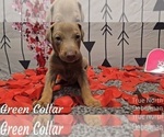 Puppy GREEN COLLAR Doberman Pinscher