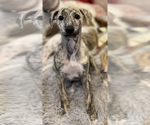 Medium Whippet