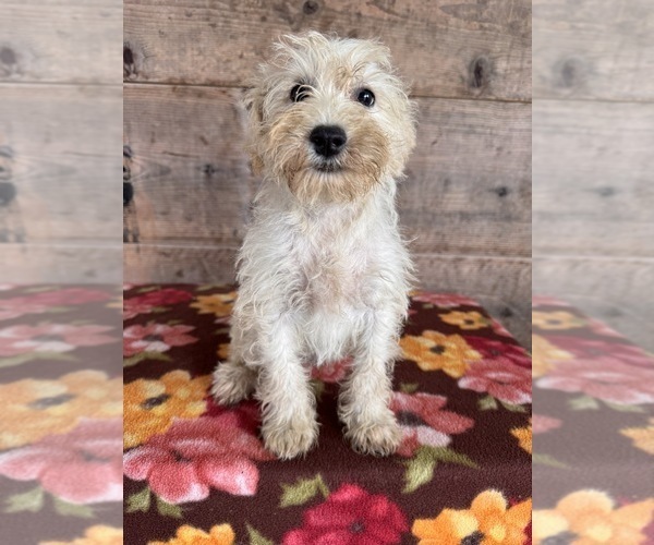 Medium Photo #2 Schnauzer (Miniature) Puppy For Sale in VERMONTVILLE, MI, USA