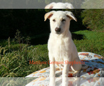 Small #5 German Shepherd Dog