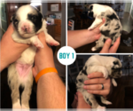 Small Photo #3 Australian Shepherd Puppy For Sale in CANEYVILLE, KY, USA