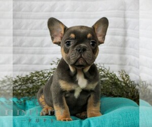 French Bulldog Puppy for sale in LITITZ, PA, USA