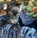 Small Photo #5 French Bulldog Puppy For Sale in PURDY, MO, USA