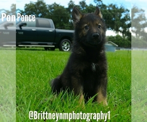 German Shepherd Dog-Siberian Husky Mix Puppy for sale in MULBERRY, FL, USA