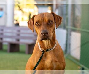 Vizsla Dogs for adoption in Pasadena, CA, USA