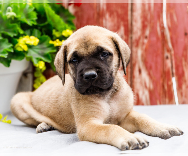 Medium Photo #1 Mastiff Puppy For Sale in WAKARUSA, IN, USA